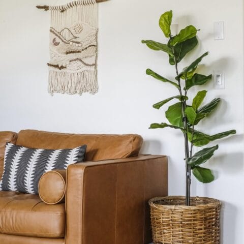 a diy fig tree