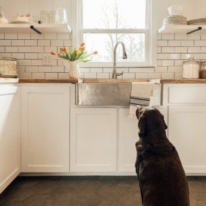Dog looking at crafted stainless steel sink