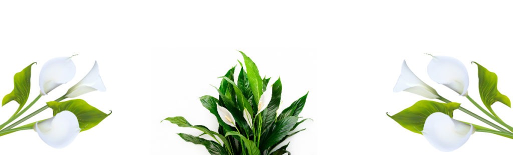 Peace Lily Flowers