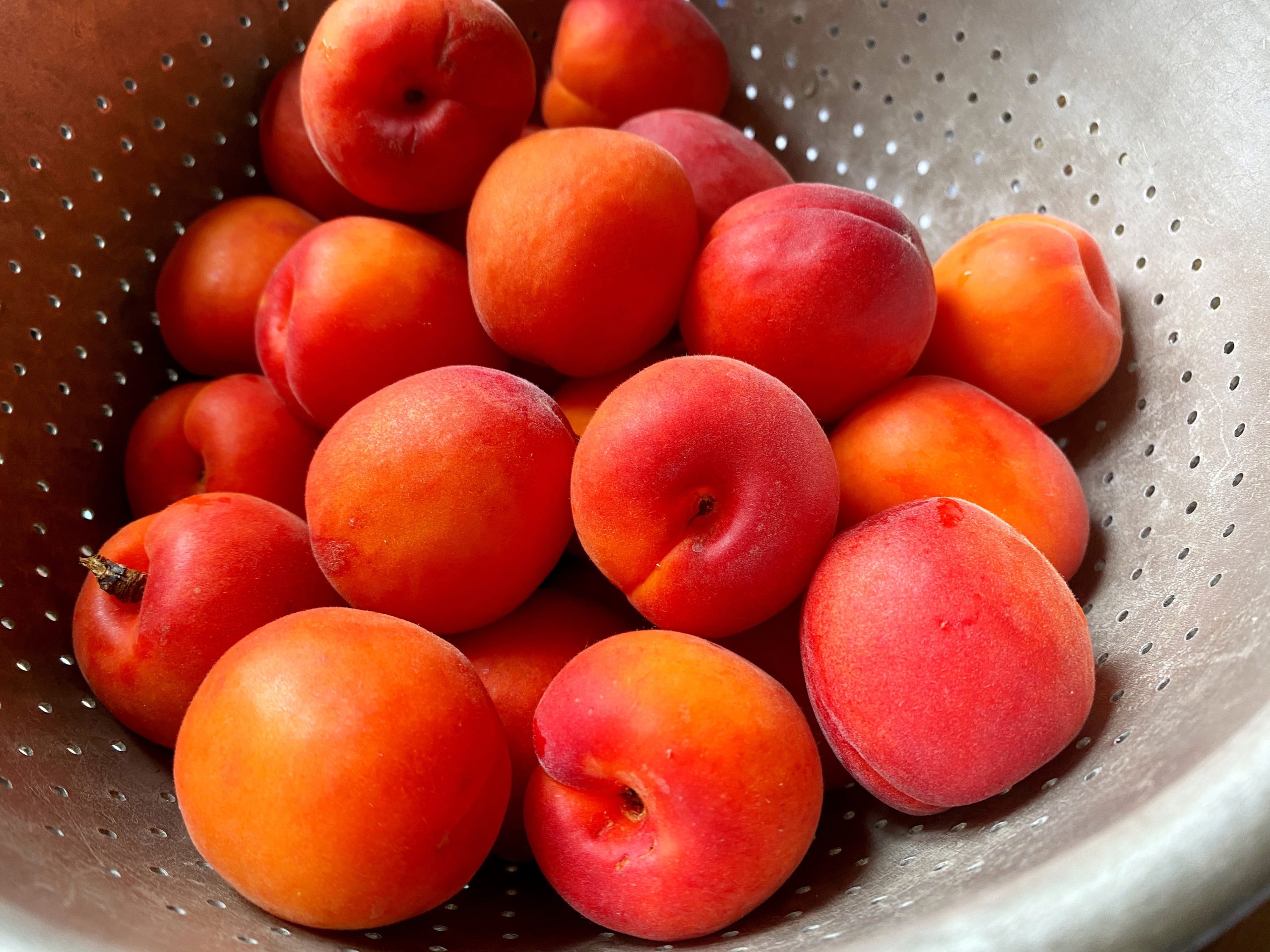 red apricots