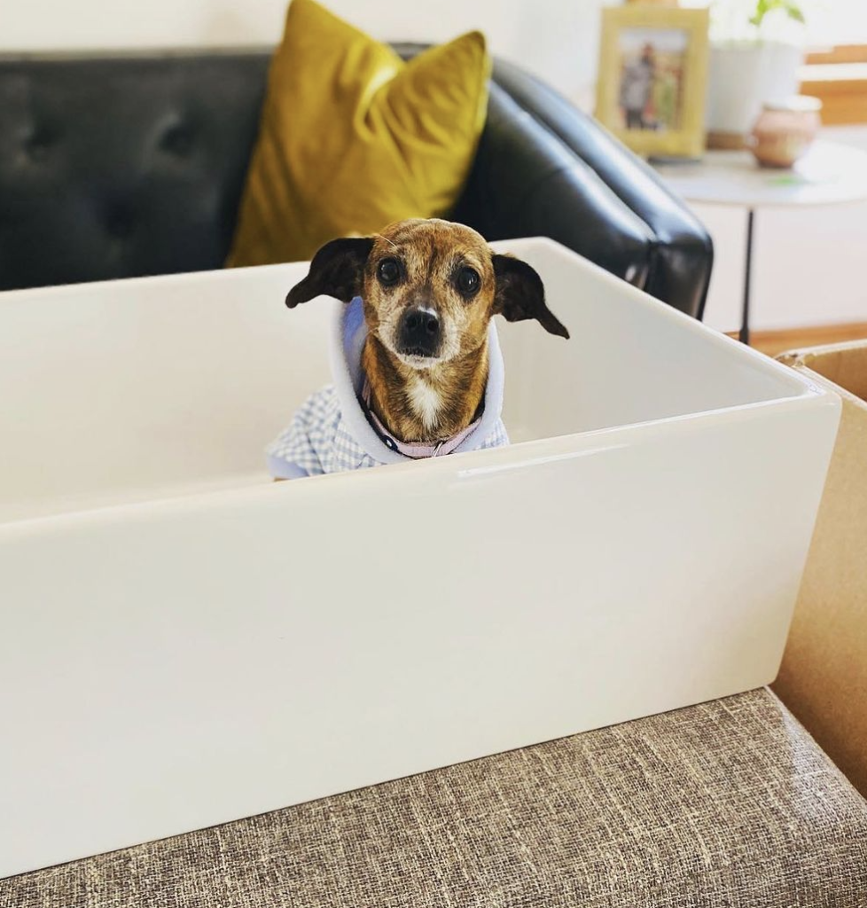 Small dog in fireclay sink