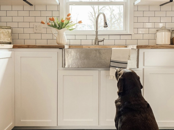 dog looking out window in kitchen