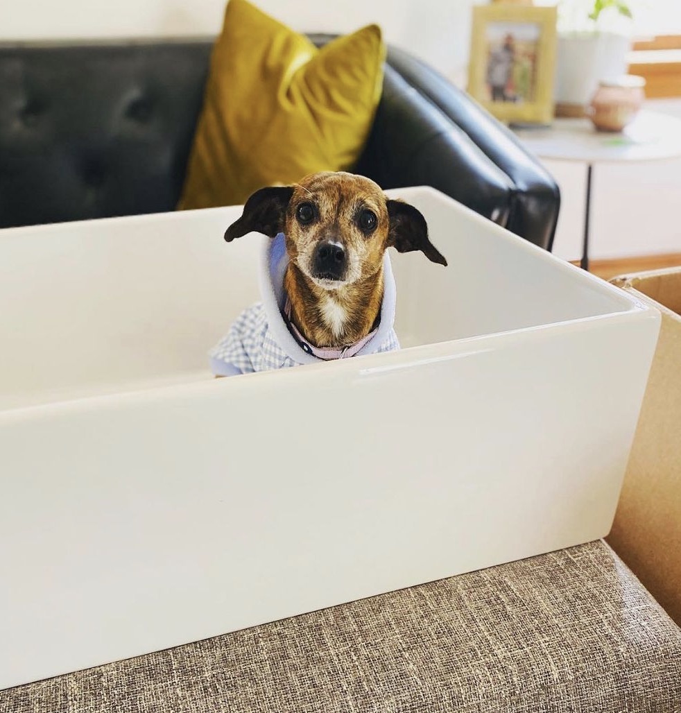 a dog sitting in an uninstalled kitchen sink