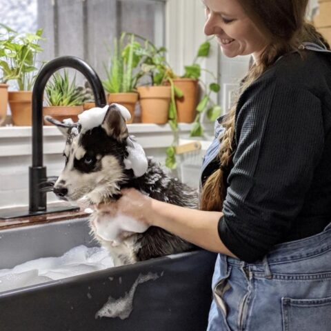 a dog being bathed in a kitchen sink